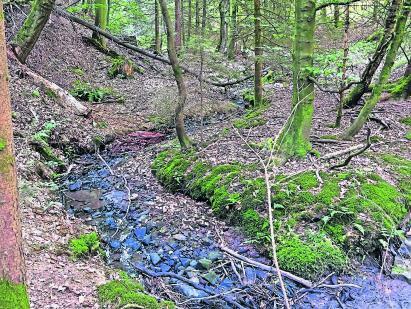 Renaturierung im Würgebachtal fortführen