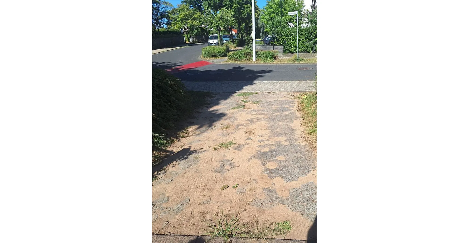 Mehr über den Artikel erfahren Gelnhausen: Sorgen wegen Ameisen-Superkolonie in Meerholz